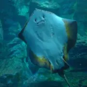 らら