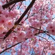 さくらんぼの画像