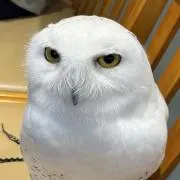 レアチーズの画像