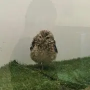 aiの画像