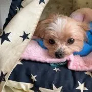キャシーちゃんの画像