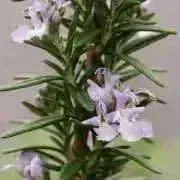 cerisier✳︎プロフ必読の画像
