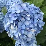 せいらの画像