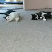 にゃー