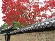 秋月恵風の画像