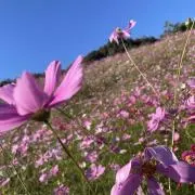 かぎ丸