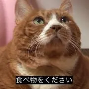 モン太郎の画像