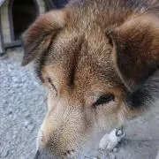 ミーコ