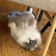 もちの画像