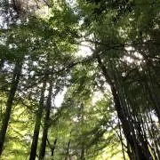 あいろんの画像