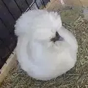 ふーやの画像