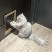 あの画像