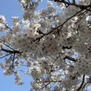 みゆきの画像