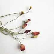 stk.hnの画像