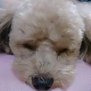 にんじんの画像