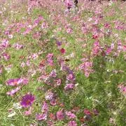 こーこ プロフ読んで下さい❣️