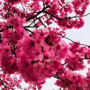 momonokiの画像