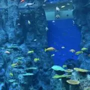 スイミーの画像