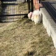 RMの画像