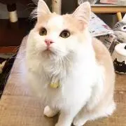 招き猫☆