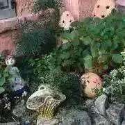 たくあんの画像