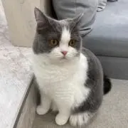 ねこさんの画像