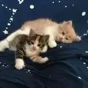 ナッちゃんの画像