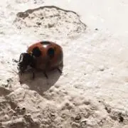 moguの画像