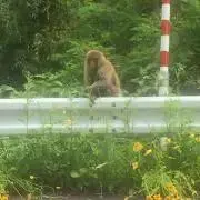 とーます