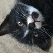 まりりん