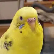 NIPPERの画像