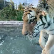 みかんの画像