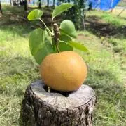 Shirokumaの画像