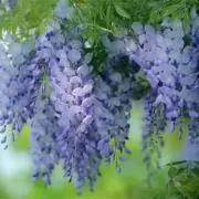 kiiの画像