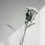_sakuraの画像