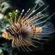 ウナギイヌの画像