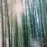 milielの画像