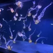 にせの画像