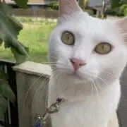 SORA CATの画像