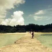 ベントスの画像