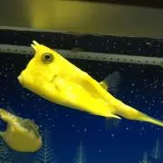 るーちゃん