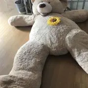 ぽむの画像