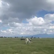 py
