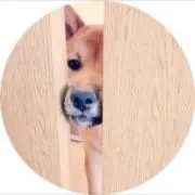 おちびの画像