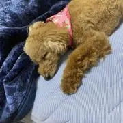 とあの画像