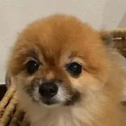 チワワの画像