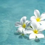 ハセ