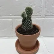 ルカの画像