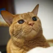 ころんの画像