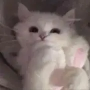 ‪‪❤︎‬